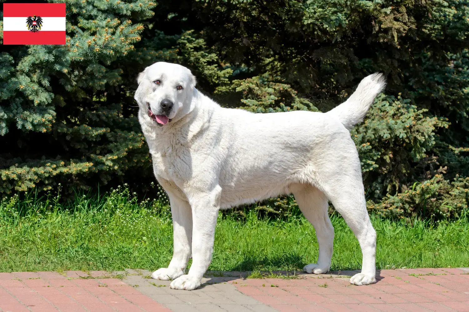 Cão de pastor da Ásia Central cachorros e criadores Áustria Aqui pode encontrar criadores de cães de pastor da Ásia Central na Áustria.