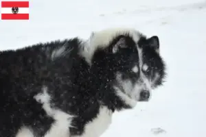 Read more about the article Criador de cães esquimós canadianos e cachorros na Áustria
