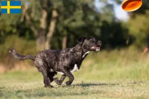 Read more about the article Cão Fila de São Miguel criadores e cachorros na Suécia