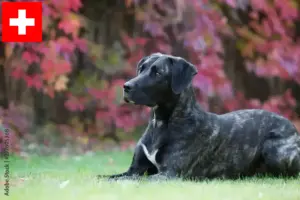 Read more about the article Cão Fila de São Miguel criadores e cachorros na Suíça