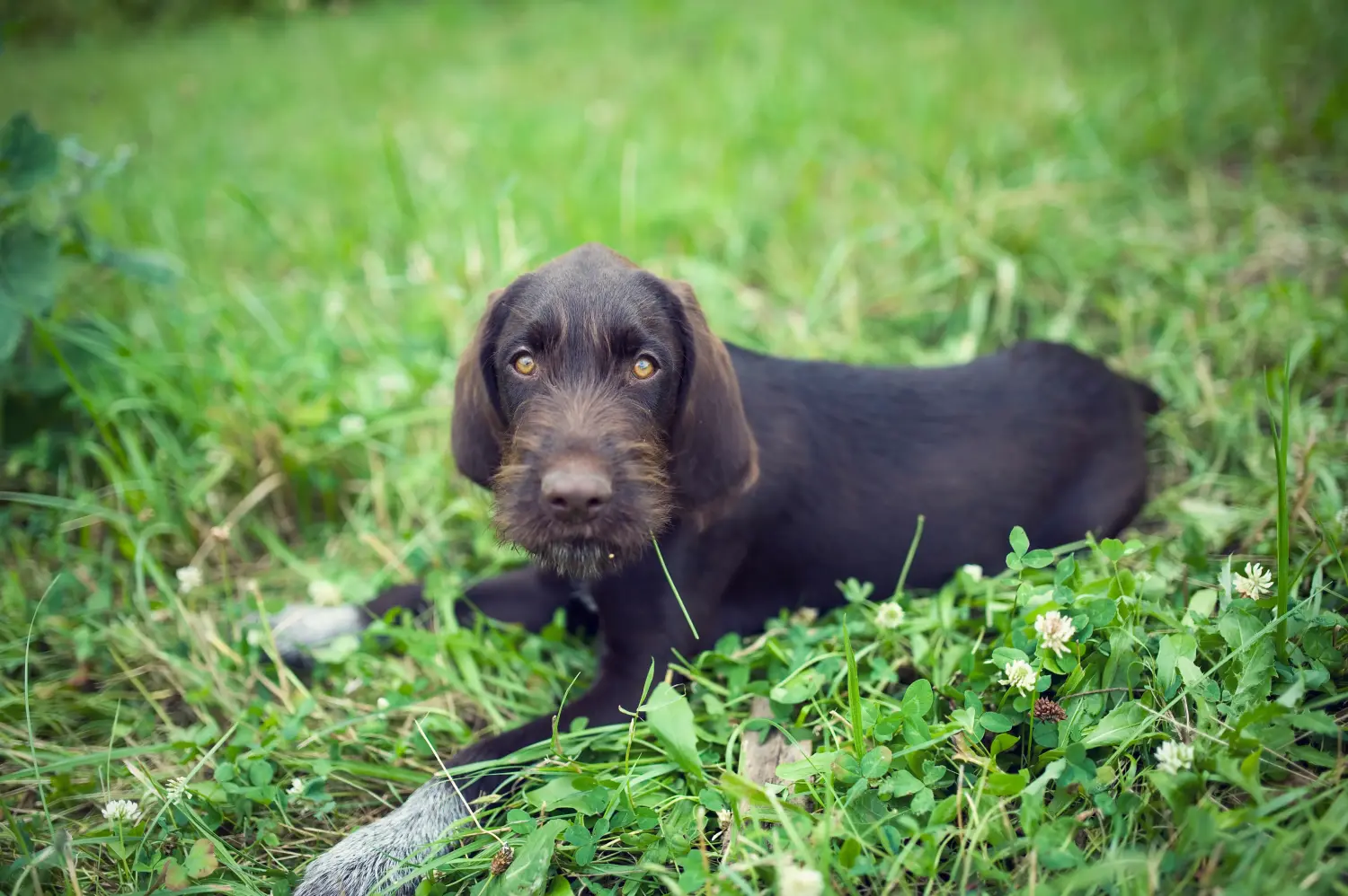 Comprar um cachorro Český fousek significa assumir a responsabilidade! Comprar cachorros Český fousek.