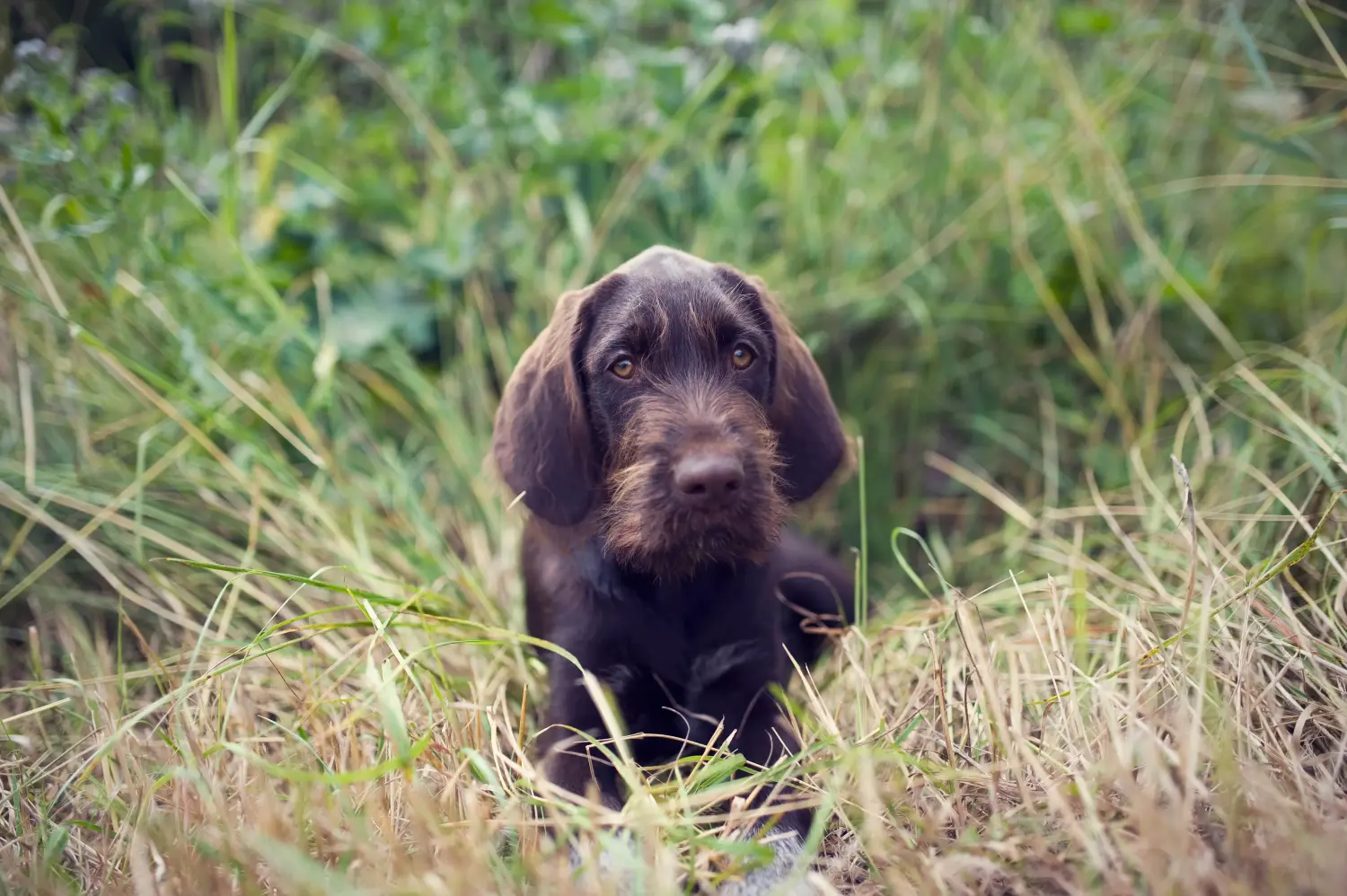 Comprar um cachorro Český fousek significa assumir a responsabilidade! Comprar cachorros Český fousek.