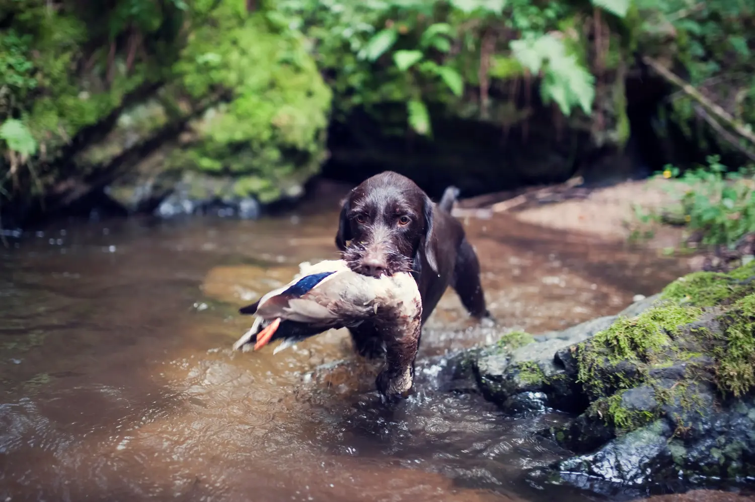 Comprar um cachorro Český fousek significa assumir a responsabilidade! Comprar cachorros Český fousek.