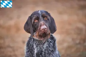 Read more about the article Český fousek criadores e cachorros na Baviera