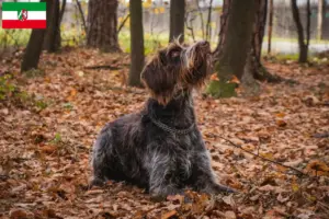 Read more about the article Český fousek criadores e cachorros na Renânia do Norte-Vestefália