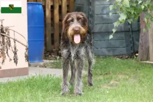 Read more about the article Český fousek criadores e cachorros na Saxónia