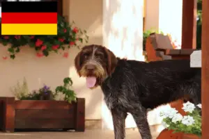 Read more about the article Český fousek criadores e cachorros na Alemanha