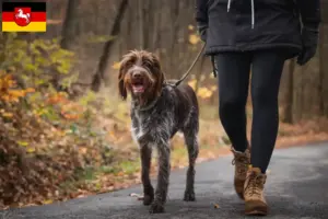 Read more about the article Český fousek criadores e cachorros na Baixa Saxónia
