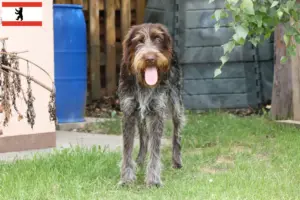 Read more about the article Český fousek criadores e cachorros em Berlim