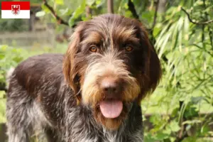 Read more about the article Český fousek criadores e cachorros em Brandenburg