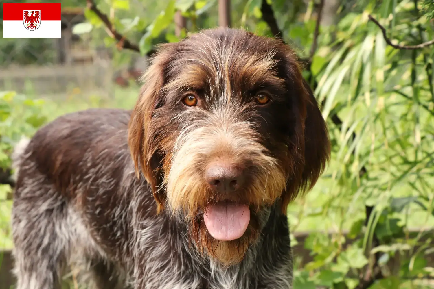 Český fousek cachorros e criadores Brandenburg Aqui pode encontrar criadores de Český fouseks em Brandenburg.