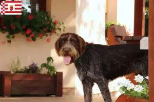Read more about the article Český fousek criadores e cachorros em Bremen