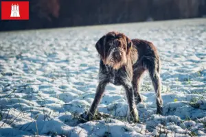 Read more about the article Český fousek criadores e cachorros em Hamburgo