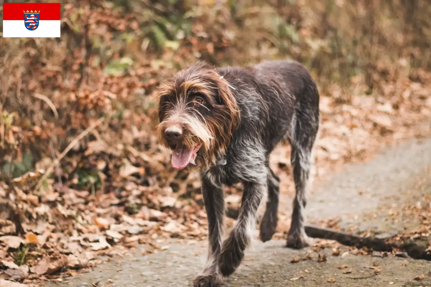Český fousek cachorros e criadores Hesse Aqui pode encontrar criadores de Český fouseks em Hessen.