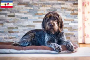 Read more about the article Český fousek criadores e cachorros em Mecklenburg-Vorpommern