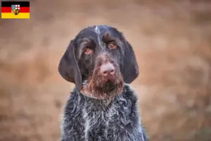 Read more about the article Český fousek criadores e cachorros em Saarland