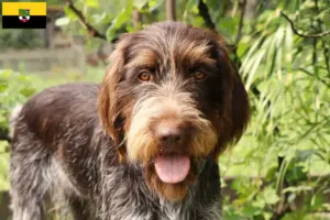 Read more about the article Český fousek criadores e cachorros na Saxónia-Anhalt