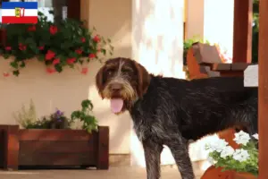 Read more about the article Český fousek criadores e cachorros em Schleswig-Holstein