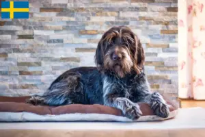 Read more about the article Český fousek criadores e cachorros na Suécia