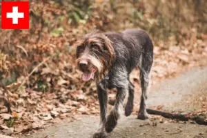 Read more about the article Český fousek criadores e cachorros na Suíça