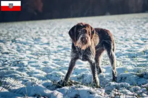 Read more about the article Český fousek criadores e cachorros na Turíngia