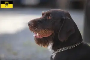 Read more about the article Český fousek criadores e cachorros em Baden-Württemberg