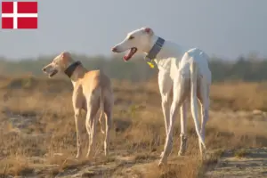 Read more about the article Chart Polski criadores e cachorros na Dinamarca