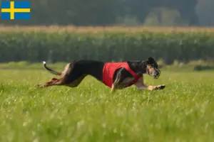 Read more about the article Chart Polski criadores e cachorros na Suécia