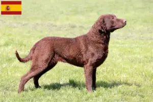 Read more about the article Criadores de Chesapeake Bay Retriever e cachorros em Espanha