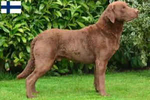 Read more about the article Criadores de Chesapeake Bay Retriever e cachorros na Finlândia