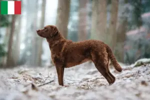 Read more about the article Criadores de Chesapeake Bay Retriever e cachorros em Itália