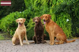 Read more about the article Criadores de Chesapeake Bay Retriever e cachorros na Letónia