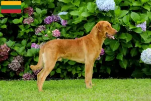 Read more about the article Criadores de Chesapeake Bay Retriever e cachorros na Lituânia