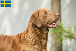 Read more about the article Criadores de Chesapeake Bay Retriever e cachorros na Suécia