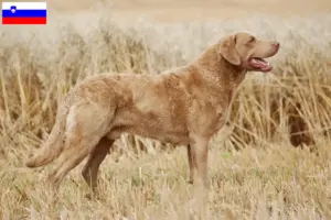 Read more about the article Criadores de Chesapeake Bay Retriever e cachorros na Eslovénia