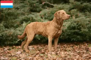 Read more about the article Criadores de Chesapeake Bay Retriever e cachorros no Luxemburgo