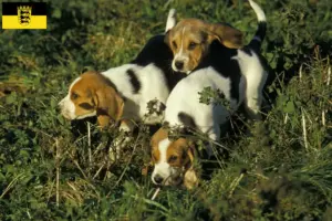 Read more about the article Criadores de Chien d’Artois e cachorros em Baden-Württemberg
