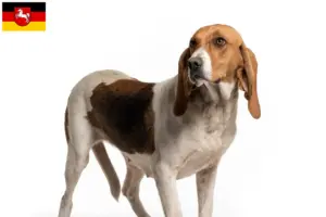 Read more about the article Criadores de Chien d’Artois e cachorros na Baixa Saxónia