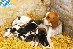 Read more about the article Criadores de Chien d’Artois e cachorros na Baviera