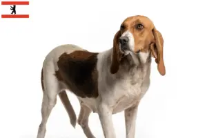 Read more about the article Criadores de Chien d’Artois e cachorros em Berlim
