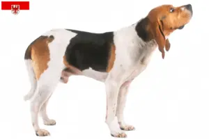 Read more about the article Criadores de Chien d’Artois e cachorros em Brandenburg