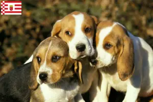 Read more about the article Criadores de Chien d’Artois e cachorros em Bremen