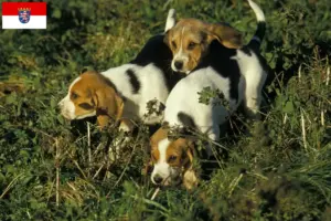 Read more about the article Criadores de Chien d’Artois e cachorros em Hessen