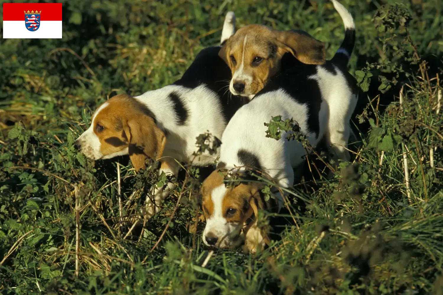 Read more about the article Criadores de Chien d’Artois e cachorros em Hessen