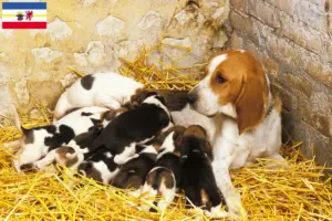 Read more about the article Criadores de Chien d’Artois e cachorros em Mecklenburg-Vorpommern