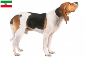 Read more about the article Criadores de Chien d’Artois e cachorros na Renânia do Norte-Vestefália