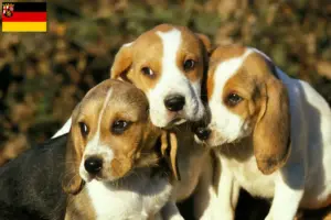 Read more about the article Criadores de Chien d’Artois e cachorros na Renânia-Palatinado