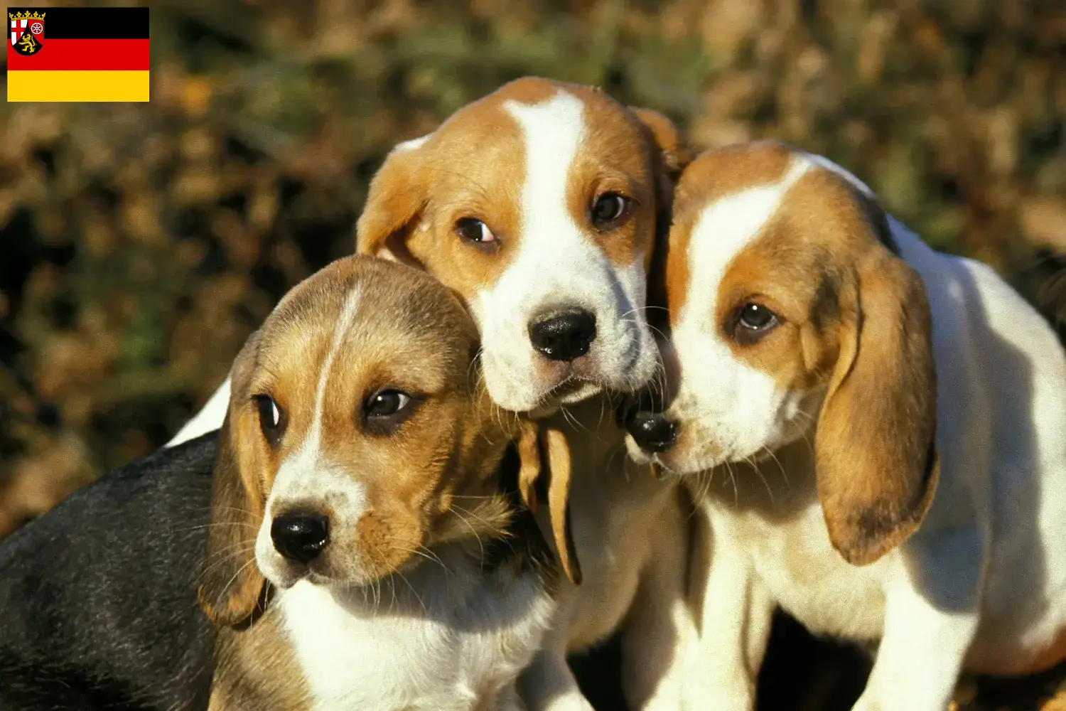 Read more about the article Criadores de Chien d’Artois e cachorros na Renânia-Palatinado