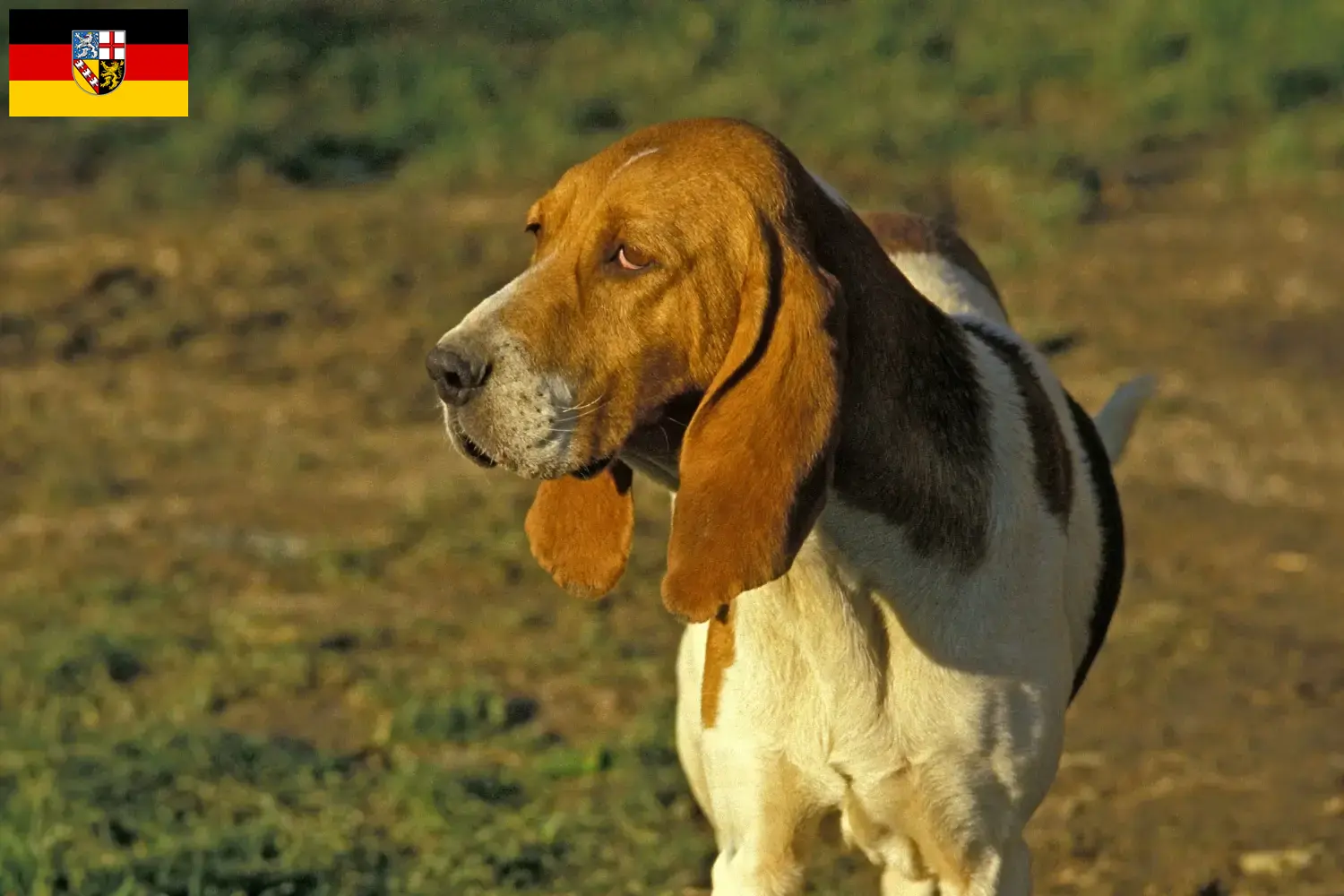 Read more about the article Criadores de Chien d’Artois e cachorros em Saarland