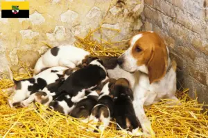 Read more about the article Criadores de Chien d’Artois e cachorros em Saxónia-Anhalt